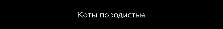 Коты породистые
